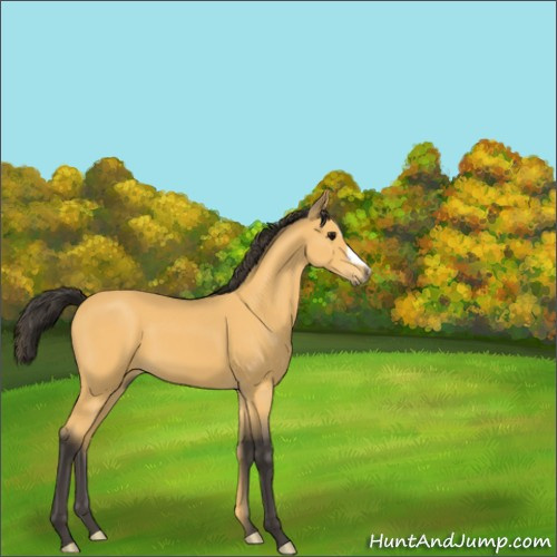 Horse Color:Buckskin 