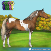 Horse Color:Chocolate Palomino Tobiano 