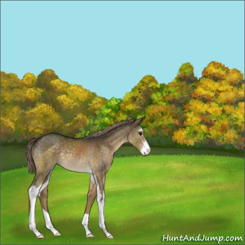 Horse Color:Chocolate Palomino Sabino 