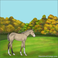 Horse Color:Chocolate Palomino Dun Mushroom Sabino 