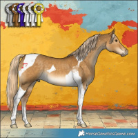 Horse Color:Chocolate Palomino Dun Tobiano 