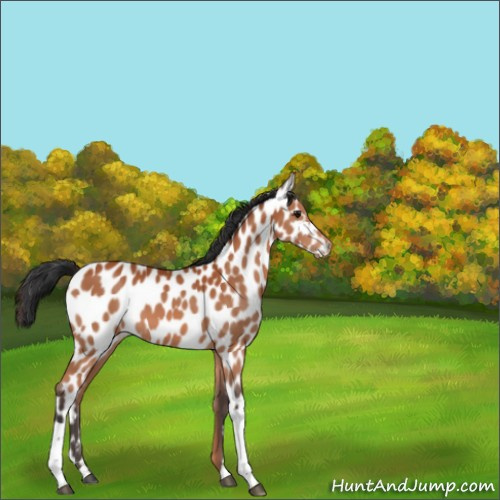 Horse Color:Bay Appaloosa 