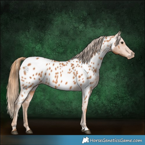 Horse Color:Chestnut Appaloosa 