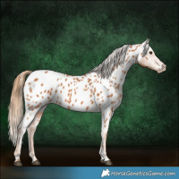 Horse Color:Chestnut Near Leopard 