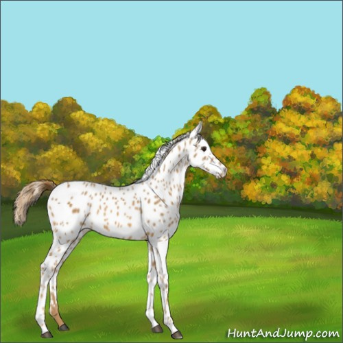 Horse Color:Chestnut Appaloosa 
