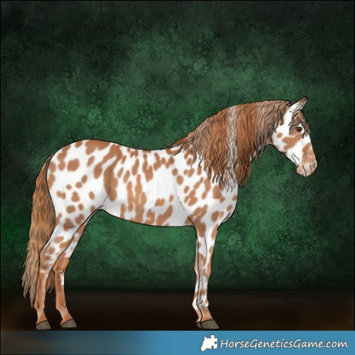 Horse Color:Chestnut Appaloosa 