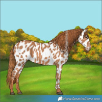 Horse Color:Chestnut Appaloosa