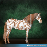Horse Color:Chestnut Appaloosa 