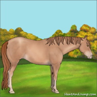 Horse Color:Gold Champagne 