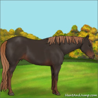 Horse Color:Liver Chestnut 