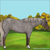 Horse Color:Silver Blue Roan 