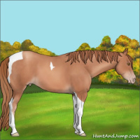 Horse Color:Gold Champagne Tobiano