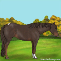 Horse Color:Liver Chestnut Tobiano
