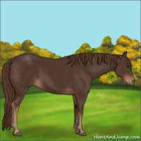 Horse Color:Liver Chestnut 