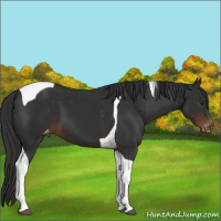 Horse Color:Liver Chestnut Tobiano Appaloosa