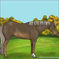Horse Color:Chocolate Palomino 