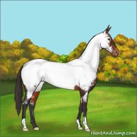 Horse Color:Bay Near Fewspot Rabicano 