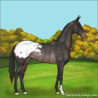 Horse Color:Brown Appaloosa Rabicano 