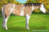 Horse Color:White Spotted Buckskin Splash 
