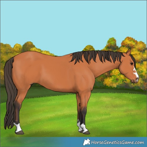 Horse Color:Bay 