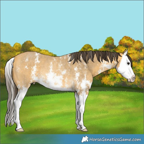 Horse Color:Buckskin Sabino Splash Rabicano 