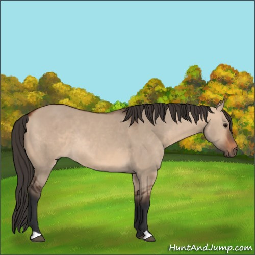 Horse Color:Bay Dun Rabicano 