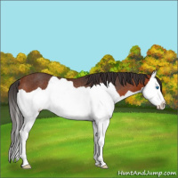 Horse Color:Bay Splash Rabicano 
