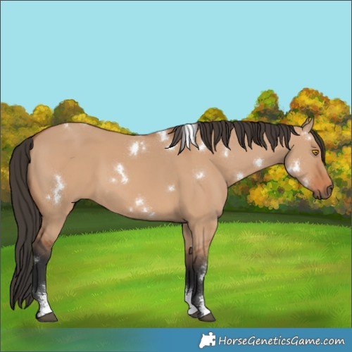 Horse Color:White Spotted Bay Dun Sabino 