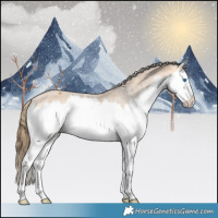 Horse Color:Buckskin Splash Appaloosa Rabicano 