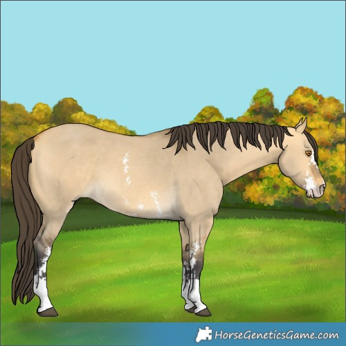 Horse Color:Buckskin Dun Sabino 