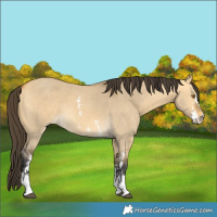 Horse Color:Buckskin Dun Sabino 