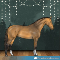 Horse Color:Buckskin Sabino Rabicano 