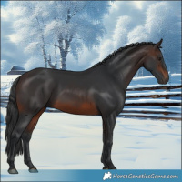 Horse Color:Brown Rabicano 