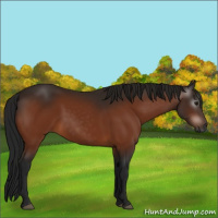 Horse Color:Gray Bay 