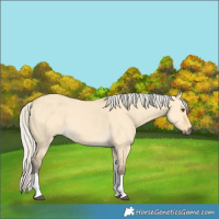 Horse Color:Silver Buckskin Dun Tobiano 