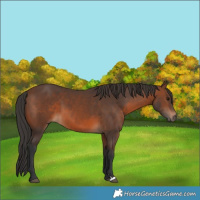 Horse Color:Brown 