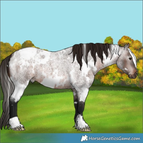 Horse Color:Gray White Spotted Bay Roan Appaloosa 