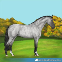 Horse Color:Blue Roan 