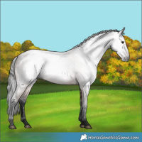 Horse Color:Gray Bay Roan