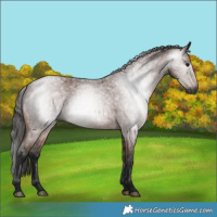Horse Color:Gray Bay Roan