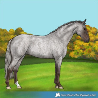 Horse Color:Silver Blue Roan 