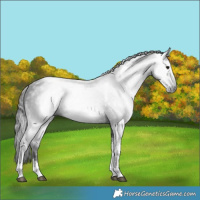 Horse Color:Gray Smoky Black Tobiano Rabicano