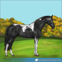 Horse Color:Gray Smoky Black Tobiano Rabicano 