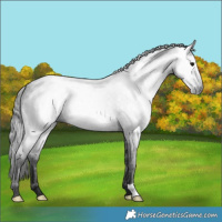 Horse Color:Gray Blue Roan 