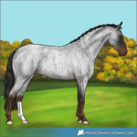 Horse Color:Liver Red Roan 