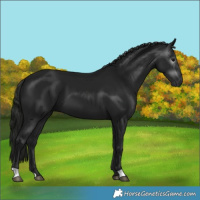 Horse Color:Gray Black