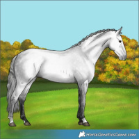Horse Color:Gray Black