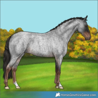 Horse Color:Liver Red Roan 