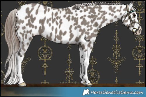 Horse Color:Grullo Splash Appaloosa 