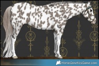 Horse Color:Grullo Splash Appaloosa 